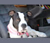 Piper, an American Bully tested with EmbarkVet.com