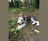 Photo of Kavik, a Siberian Husky, Akita, Dachshund, Norwegian Elkhound, Golden Retriever, and German Shepherd Dog mix in Fairbanks, Alaska, USA