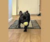 Photo of Midna, a French Bulldog  in Florence, Arizona, USA