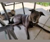 Eurus, a South Asian Village Dog tested with EmbarkVet.com