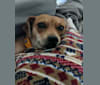 Poppy, a Chihuahua and Miniature Pinscher mix tested with EmbarkVet.com