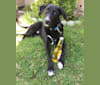 Beau, a Labrador Retriever and German Shepherd Dog mix tested with EmbarkVet.com