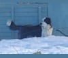 Lütfiye, a West Asian Village Dog tested with EmbarkVet.com