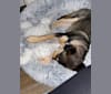 Natasha, a German Shepherd Dog and Siberian Husky mix tested with EmbarkVet.com
