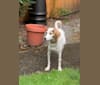 Pamuk, a West Asian Village Dog and English Setter mix tested with EmbarkVet.com