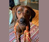 Bristol, a Redbone Coonhound and Rottweiler mix tested with EmbarkVet.com