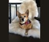 Gaga, a Pomeranian and Dachshund mix tested with EmbarkVet.com