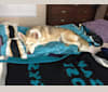 Kina, a Siberian Husky and German Shepherd Dog mix tested with EmbarkVet.com