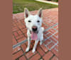 Zeke, a Japanese or Korean Village Dog tested with EmbarkVet.com