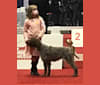 Lila, a Wirehaired Pointing Griffon tested with EmbarkVet.com