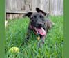 Adelaide, a German Shepherd Dog and American Bulldog mix tested with EmbarkVet.com