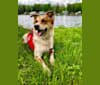 Ollie, a Russell-type Terrier and Australian Cattle Dog mix tested with EmbarkVet.com