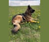Cora Spirit Wolf, a German Shepherd Dog tested with EmbarkVet.com