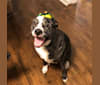 Geronimo, an American Pit Bull Terrier and Labrador Retriever mix tested with EmbarkVet.com