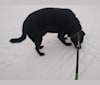Patchouli, a Labrador Retriever and Treeing Walker Coonhound mix tested with EmbarkVet.com