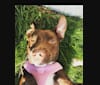 Tasha, a Labrador Retriever and American Pit Bull Terrier mix tested with EmbarkVet.com