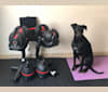 Roach, a Doberman Pinscher and American Pit Bull Terrier mix tested with EmbarkVet.com