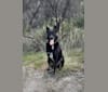 Winston, a German Shepherd Dog and Australian Cattle Dog mix tested with EmbarkVet.com