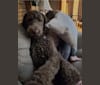 Photo of Maverick, a Poodle (Standard)  in Whitby, Ontario, Canada