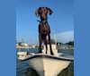Ladybird, a German Shorthaired Pointer and Pointer mix tested with EmbarkVet.com