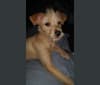 Zuma, a Chihuahua and Pomeranian mix tested with EmbarkVet.com