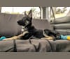Dante, a German Shepherd Dog tested with EmbarkVet.com