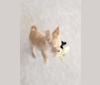 Photo of L'il Critter, a Chihuahua  in 1347 110th Street, Salem, IA, USA