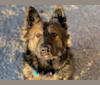 Photo of Xena, a German Shepherd Dog, Norwegian Elkhound, and Great Pyrenees mix in Marathon, New York, USA