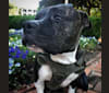 Snoopy, an American Bully tested with EmbarkVet.com