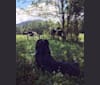 Wyeth, an English Shepherd tested with EmbarkVet.com