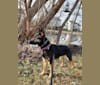 Photo of Petra, a German Shepherd Dog and Australian Cattle Dog mix in Durand, Michigan, USA