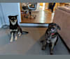 Amo, a Labrador Retriever and Australian Cattle Dog mix tested with EmbarkVet.com