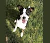 Aria, a Staffordshire Terrier and Labrador Retriever mix tested with EmbarkVet.com