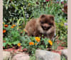 Diego, a Pomeranian tested with EmbarkVet.com