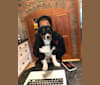 Bella, a Beagle and Chihuahua mix tested with EmbarkVet.com