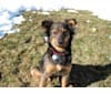 Dakota Grace, a German Shepherd Dog and Australian Cattle Dog mix tested with EmbarkVet.com