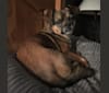 Zoey, a Shih Tzu and German Shepherd Dog mix tested with EmbarkVet.com