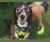 Charlie, a Basset Hound and German Shepherd Dog mix tested with EmbarkVet.com