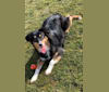 Zoey, an Australian Shepherd and Australian Cattle Dog mix tested with EmbarkVet.com