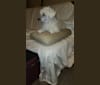 Photo of Lilo, a Poodle (Small)  in Buckhead, Atlanta, GA, USA