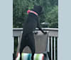 Ellie, a Boxer and Labrador Retriever mix tested with EmbarkVet.com