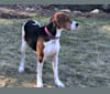 Luna, a Treeing Walker Coonhound tested with EmbarkVet.com