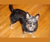 Photo of Baylee, a Yorkshire Terrier, German Shepherd Dog, Cocker Spaniel, and Miniature Pinscher mix in Sisseton, South Dakota, USA