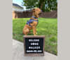 Walker, an American Pit Bull Terrier and Rottweiler mix tested with EmbarkVet.com