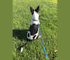 Dottie, an Australian Cattle Dog and American Pit Bull Terrier mix tested with EmbarkVet.com