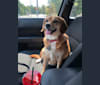 Bailey, a Beagle and Pug mix tested with EmbarkVet.com