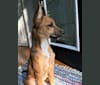 Dixie, a Rottweiler and German Shepherd Dog mix tested with EmbarkVet.com