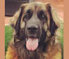Photo of Sally, a Leonberger  in Las Vegas, Nevada, USA