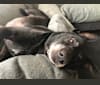Zula, a Labrador Retriever and German Shorthaired Pointer mix tested with EmbarkVet.com