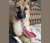 Photo of Lucy, a Northern East African Village Dog  in Cairo, Cairo Governorate, Egypt